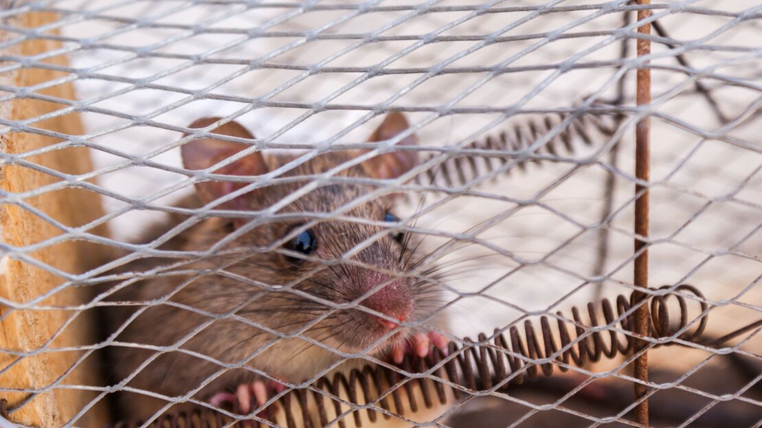 Schädlingsbekämpfer platziert eine Falle gegen Ratten